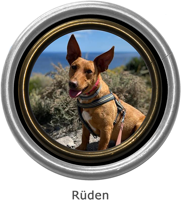 Rüden aktuell